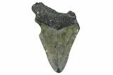 Partial, Fossil Megalodon Tooth - North Carolina #371720-1